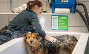 Best Pet-Related Franchise Opportunities in 2025 A Comprehensive Guide